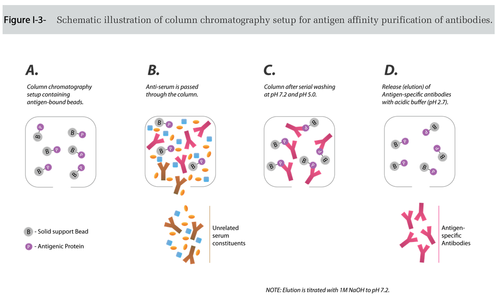 Schematic Illustration of Column Chromatography SetUp